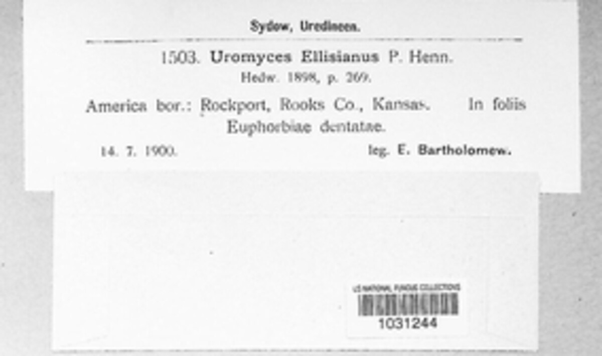 Uromyces ellisianus image